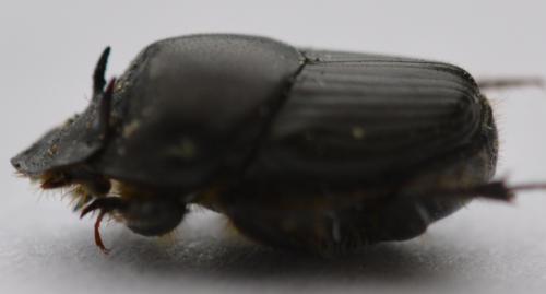 Réf. 201 056 : Onthophagus taurus
